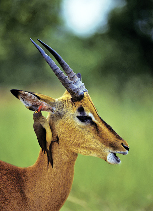 Không phải tất cả những loài linh dương trên thế giới đều có thể hiểu nhau, ở mỗi một khu vực, mỗi một quốc gia, loài động vật này lại có một ngôn ngữ riêng, khiến cho việc giao tiếp là trở ngại lớn bởi ngoại ngữ linh dương chắc chắn không phải là một ngôn ngữ dễ học.