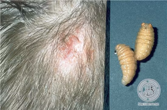 Khi muỗi, ve hút máu những động vật máu nóng, trong đó có cả con người, trứng ruồi trâu sẽ đi vào cơ thể qua vết cắn hoặc vòi đốt. Sự thay đổi nhiệt độ giữa hai vật chủ sẽ làm trứng nở dưới lớp da, mô của vật chủ bị chúng ký sinh. Ấu trùng khi nở sẽ không ngừng cắn nuốt các chất dịch của cơ thể vật chủ để trưởng thành. gây ra một tình trạng gọi là "nhọt giòi" (furuncular myiasis). Vùng cơ thể bị "nhọt giòi" sẽ có tình trạng sưng, viêm và chảy mủ rất đau đớn và hôi thối.