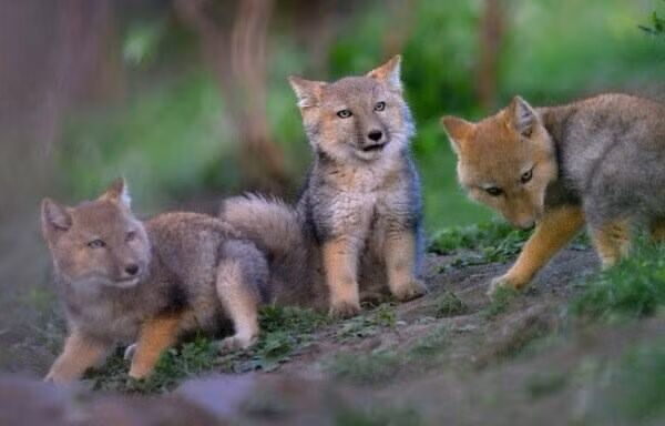 Những con non của loài cáo Tây Tạng cũng rất đáng yêu, có vẻ ngoài ngốc nghếch đánh lừa đối thủ không khác gì cha mẹ mình.