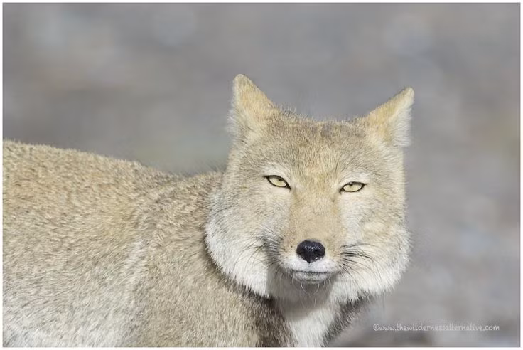 Sau khi được phát hiện và ghi lại nhiều hình ảnh, cáo Tây Tạng nổi tiếng bởi khuôn mặt luôn chán đời với đôi mắt lờ đờ, buồn rười rượi và hay bị lấy ra để chế ảnh.