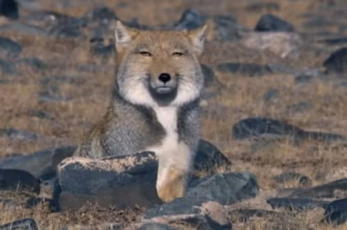 Chúng chủ yếu săn bắt động vật nhỏ như thỏ pika, thỏ thường, động vật gặm nhấm. Khi phát hiện con mồi, chúng đi cực sát mặt đất và âm thầm tiếp cận, sau đó cáo Tây Tạng chờ thời cơ chín muồi, bất ngờ tung người vồ lấy.