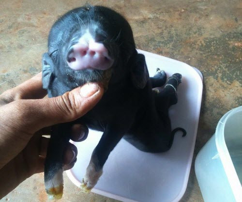 Chú heo được sinh ra trong một đàn 13 con. (Ảnh: Bá Duy).