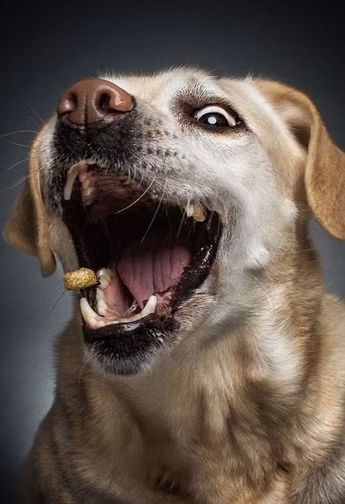 Trong những bức ảnh của Christian Vieler, những con chó có đủ mọi loại biểu cảm khác nhau.