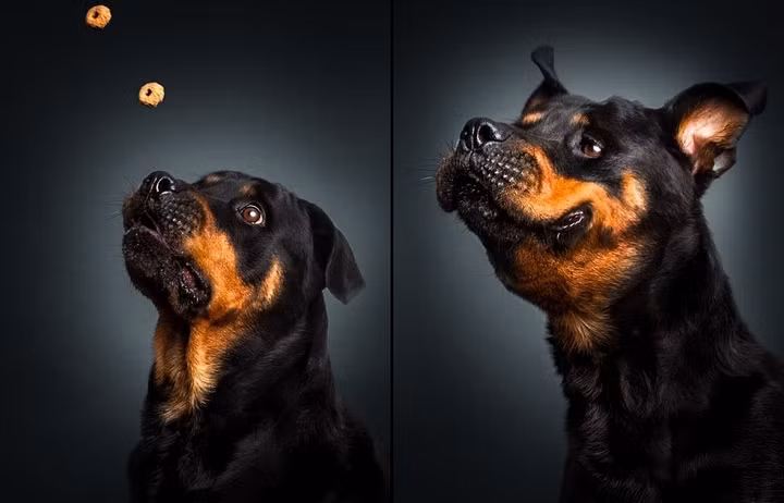 Một con chó đi hết từ ngạc nhiên đến thỏa mãn khi nhìn thấy mồi và bắt được mồi.