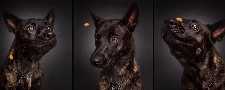 Khuôn mặt ngốc nghếch của chú chó này khiến người xem không khỏi bật cười.