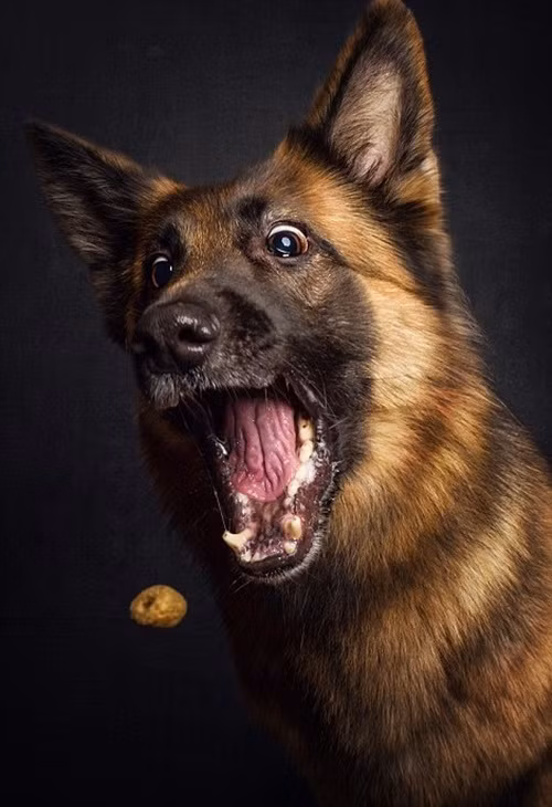 "Khi tôi gặp những khách hàng động vật của mình, đặc biệt là những con chó, tôi không bao giờ biết cuộc hành trình giữa chúng tôi sẽ kết thúc ở đâu, đó là một sự thách thức và tôi cần nắm vững những gì cần làm để có được kết quả tốt nhất", Christian Vieler chia sẻ.