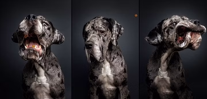 Chú chó này là một trong những chú chó có khuôn mặt biểu cảm hài hước nhất khi đớp mồi.