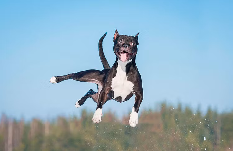 Khuôn mặt siêu hài hước của những chú chó này cũng là một điểm nhấn gây ấn tượng.