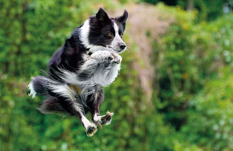 Khi không có nhiệm vụ, chú chó này cũng thích lơ lửng trong không trung, thả mình trôi bồng bềnh theo những suy nghĩ vẩn vơ.