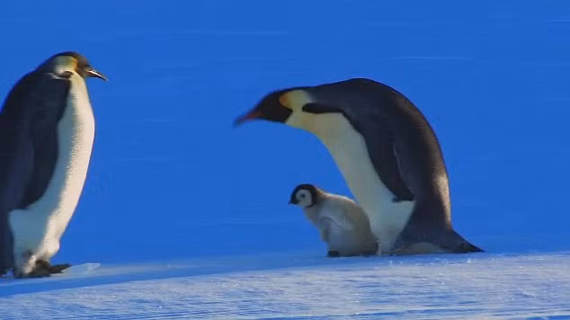 Trong tự nhiên, không hiếm những mẹ mìn, chẳng hạn như loài cánh cụt. Những con cánh cụt cái không có con khi nhìn thấy một con cánh cụt con đi lạc sẽ cố gắng dụ dỗ và bắt cóc nó làm con của mình, thể hiện bản năng làm mẹ mạnh mẽ. Tuy vậy, trường hợp của Snow Chick may mắn khi mẹ chú tìm thấy nó kịp thời.