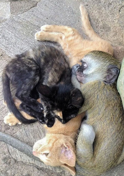 Horace rất thích ngủ với những con mèo, ấm áp và mềm mại. Những con mèo mê ngủ, lười biếng cũng rất thích sự ngoan ngoãn, tĩnh lặng của khỉ con mồ côi.