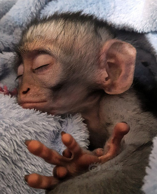 Thời gian còn lại, chú luôn nhắm mắt nằm mộng. Horace còn có biệt tài ngủ trong bất cứ tư thế nào, bất cứ nơi đâu, hoàn cảnh khó khăn hay thuận lợi.