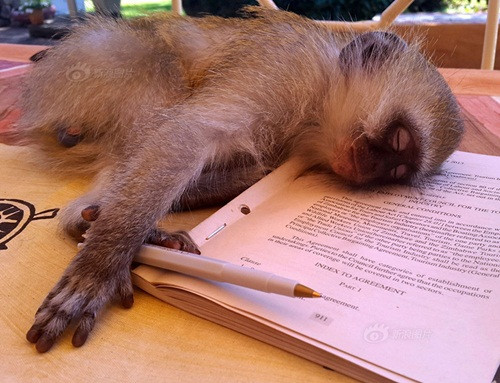 Chú khỉ kỳ lạ này đã nâng tầm việc ngủ lên một trình độ mới, khiến chủ nhân của chú phải gọi đùa là thần ngủ.