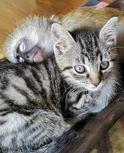 Theo những thông tin được đăng tải, Horace là một con khỉ mồ côi, có lẽ cú sốc tinh thần quá lớn khi mẹ chú bị giết hại đã khiến Horace không muốn nở mắt để nhìn thế giới xung quanh, chú muốn mãi ở trong giấc mộng và mơ thấy những ngày tháng tươi đẹp bên mẹ.