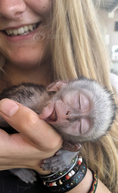 Thật xứng với danh xưng chú khỉ hóa thân của thần ngủ, chú khỉ có tên là Horace, thuộc sở hữu của cô Sarah Carter luôn luôn ngủ, chú chỉ thức khi phải ăn để nạp năng lượng hoặc bị cô chủ lôi đi tắm.