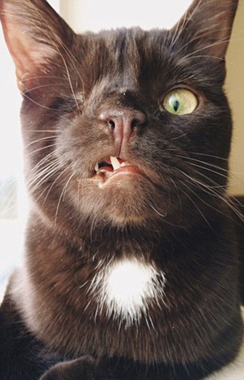 Sinh ra với dị tật ngay trên khuôn mặt, răng hàm khiếm khuyết, chỉ có một mắt trông rất dữ tợn đáng sợ, chú mèo cướp biển Wesley đã từng phải sống cô độc trong khoảng thời gian dài trong trại cứu hộ động vật vì không ai muốn nhận nuôi mình.