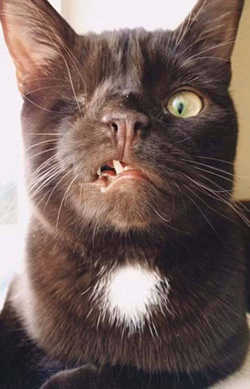 Sinh ra với dị tật ngay trên khuôn mặt, răng hàm khiếm khuyết, chỉ có một mắt trông rất dữ tợn đáng sợ, chú mèo cướp biển Wesley đã từng phải sống cô độc trong khoảng thời gian dài trong trại cứu hộ động vật vì không ai muốn nhận nuôi mình.