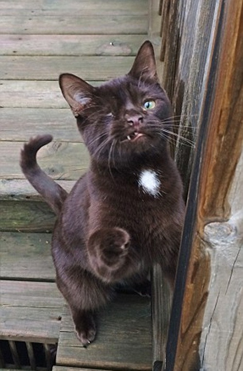 Nhận thấy Wesley rất đặc biệt, cô Rheanne quyết định lập cho chú mèo này một tài khoản Instagram và cập nhật thường xuyên hình ảnh của chú. Thật không ngờ chỉ ngắn ngủi vài tháng, số người theo dõi, hâm mộ chú mèo xấu lạ này lên đến hàng chục ngàn người.