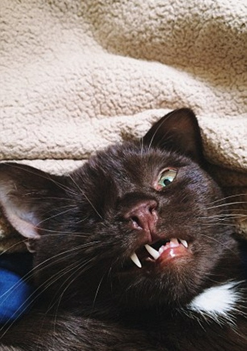 Cái cách mà Wesley bỏ qua mọi thứ để vui sống khiến nhiều người ngưỡng mộ. Họ yêu mến sự khác biệt của chú mèo này.