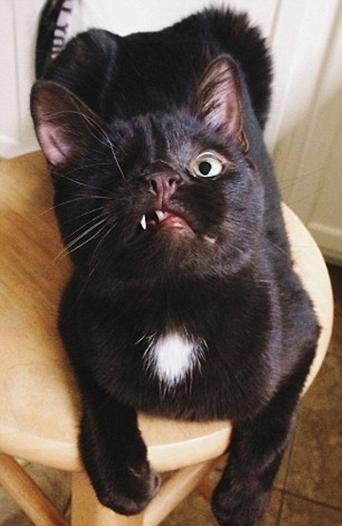 Trên mạng, Wesley có biệt danh là chú mèo cướp biển bởi bị chột một mắt và trông rất dữ tợn nhưng trong cuộc sống thực tế, chú mèo này là một chú mèo rất dễ thương.