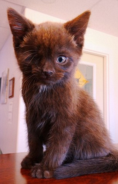 Tuy nhiên cuộc đời vốn rất công bằng, chỉ cần bạn không ngừng cố gắng, sẽ có ngày gặp may mắn. Giờ đây, Wesley không những được một chủ nhân rất đáng yêu nhận nuôi mà chú còn trở thành một ngôi sao động vật nổi tiếng trên mạng xã hội.