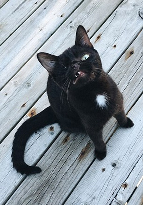 Nhiều người lần đầu tiên gặp Wesley bị giật mình và sợ hãi, nhưng chẳng bao lâu sau, họ đều yêu mến chú mèo giàu nghị lực này.