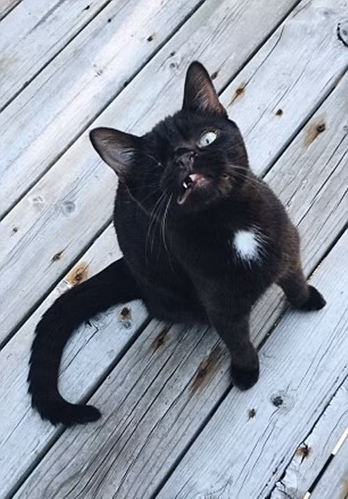 Nhiều người lần đầu tiên gặp Wesley bị giật mình và sợ hãi, nhưng chẳng bao lâu sau, họ đều yêu mến chú mèo giàu nghị lực này.