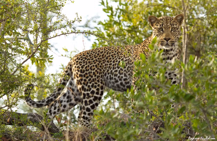 Lúc này, hai con báo đốm đực xuất hiện. Ngay lập tức những con chó hoang trưởng thành bắt đầu chú ý và phát tín hiệu cảnh cáo vị khách không mời này. Cảnh cáo không thành công, chúng thành lập đội hình, dồn đuổi anh em báo đốm.