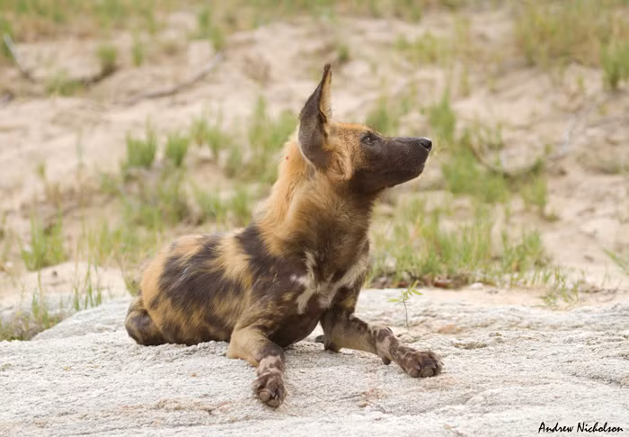 Dù còn rất ít thịt nhưng con báo đốm này vẫn rất vui vẻ thưởng thức, mặc cho đàn chó hoang tức vì mất cảnh giác trong ít phút mà bị báo đốm chén mất.