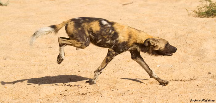 Trận đấu trí giữa báo đốm và chó hoang diễn ra khoảng một tiếng đồng hồ. Trong khoảng thời gian đó, một con linh cẩu tình cờ đi ngang qua nhưng cũng lẩn khuất rồi nhanh chóng rời khỏi khu vực nguy hiểm.