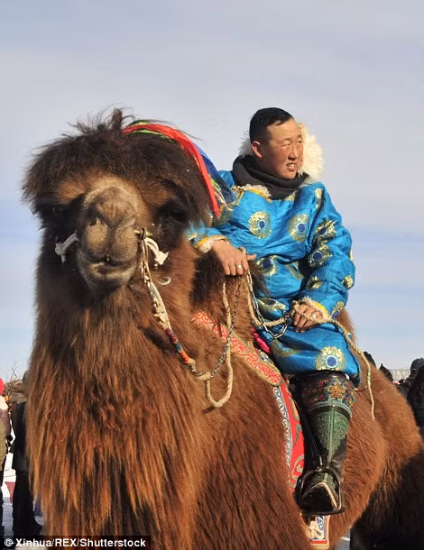 Hơn 200 con lạc đà được tụ họp để tham gia lễ hội này.