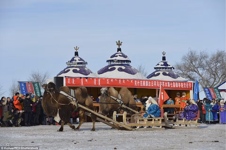 Cuộc đua xe trượt tuyết do lạc đà kéo cũng thu hút rất đông sự chú ý của mọi người.