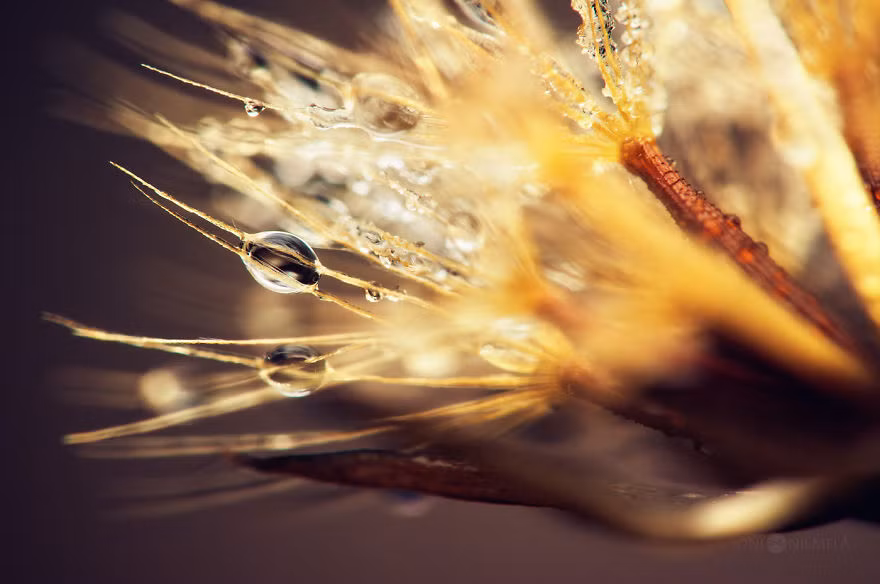 Một bức ảnh tuyệt đẹp của nhiếp ảnh gia Joni trong loạt ảnh "Hạt giống".