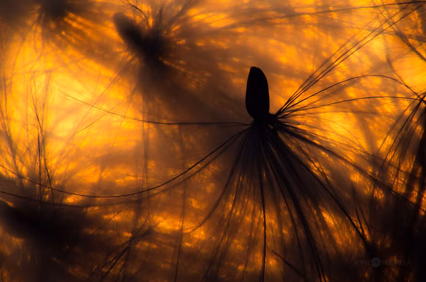 Nhiều người bày tỏ cảm xúc kinh ngạc khi được chiêm ngưỡng vẻ đẹp tiềm ẩn của những bào tử, hạt giống này.