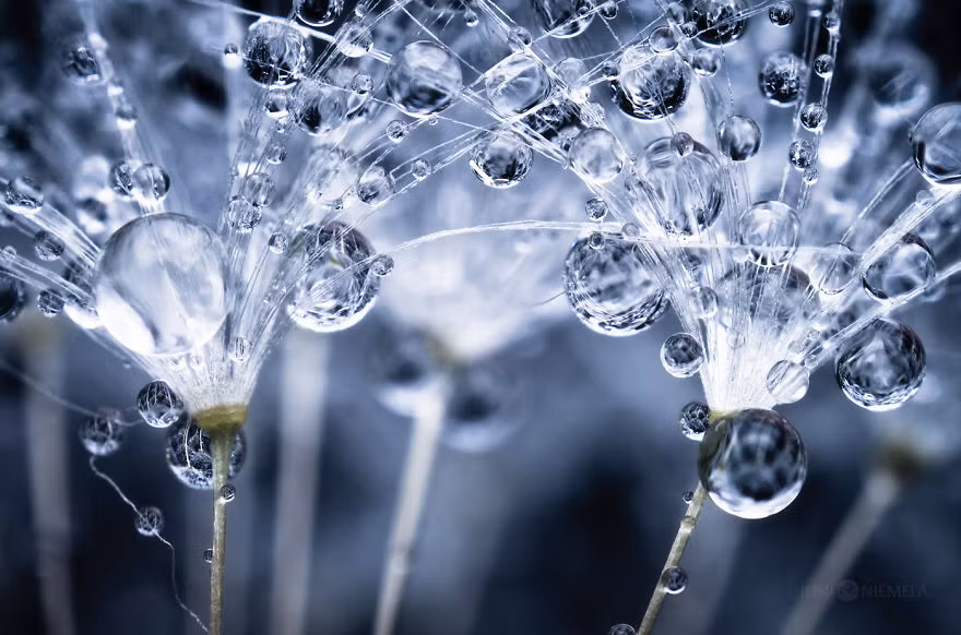 Sử dụng phương pháp chụp ảnh marco, phóng đại sự vật, Joni đã đưa người xem lạc vào thế giới tuyệt mỹ của những hạt giống bình thường, hàng ngày bị con người xem nhẹ, không mấy chú ý.