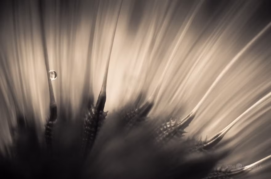 Giống như mong muốn của người nghệ sĩ tài năng này, người xem như bị hút vào một thế giới siêu thực, ảo diệu, đầy mơ mộng và kỳ lạ.