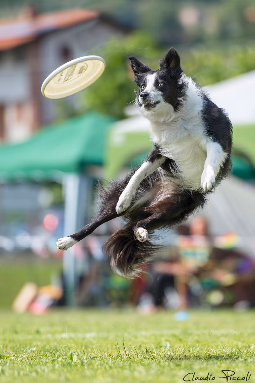 Điều khiến nhiều người ngạc nhiên là những chú chó thực sự có khả năng bật nhảy cao hơn rất nhiều so với tưởng tượng.