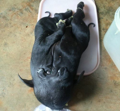 Nhìn tổng thể chú heo này trông giống như hai con heo bị dính lại với nhau. (Ảnh: Bá Duy).