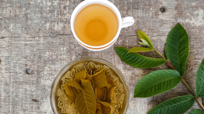 Bất ngờ với công dụng của lá ổi Bat ngo voi cong dung cua la oi