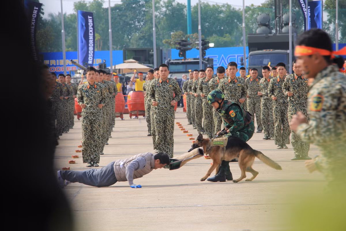 Những tiết mục tấn công đối tượng của quân khuyển nhận được nhiều sự ngưỡng mộ của người xem.