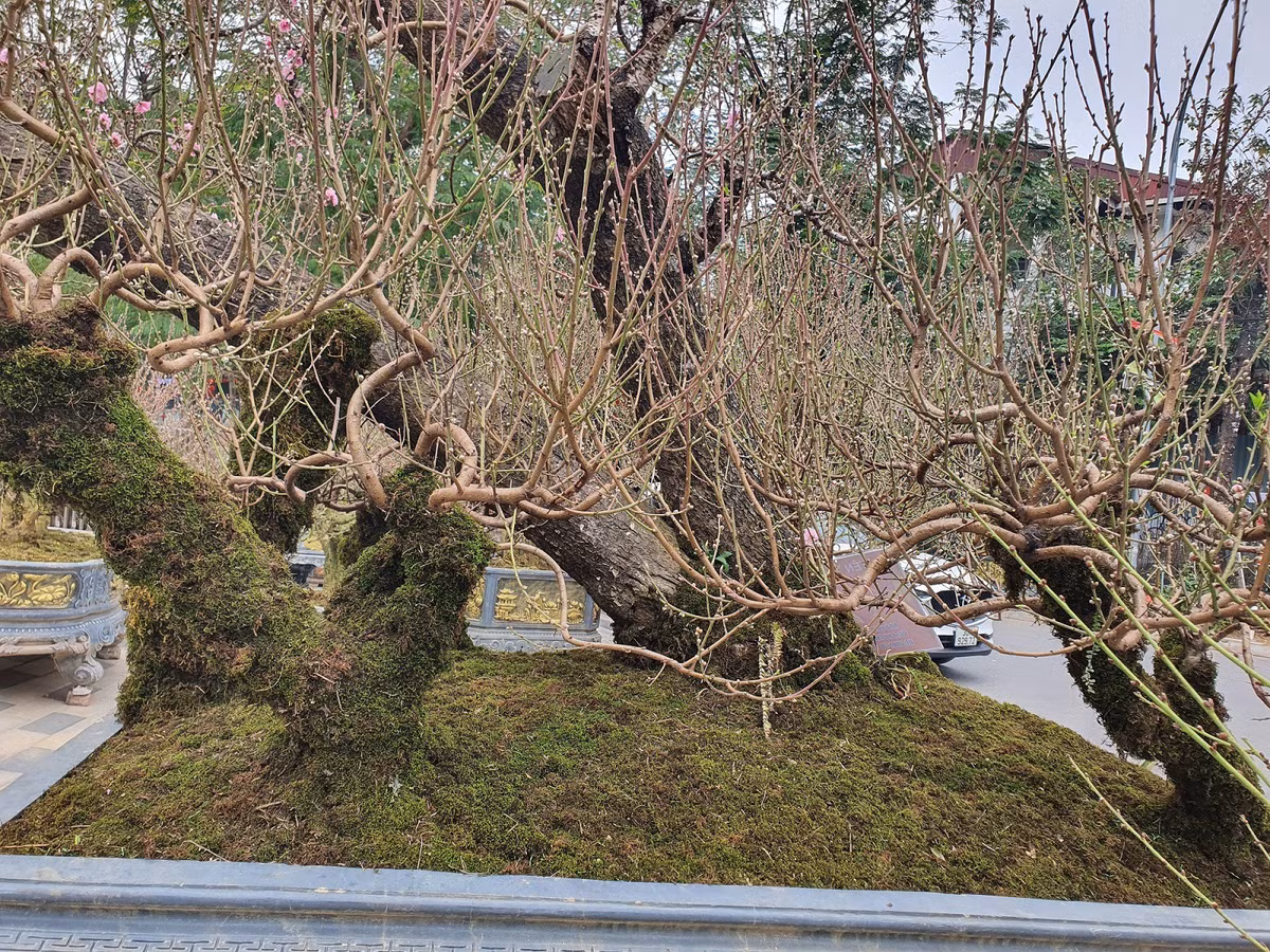 Goc dao co thu cao 5m co voi gia 130 trieu dong-Hinh-7