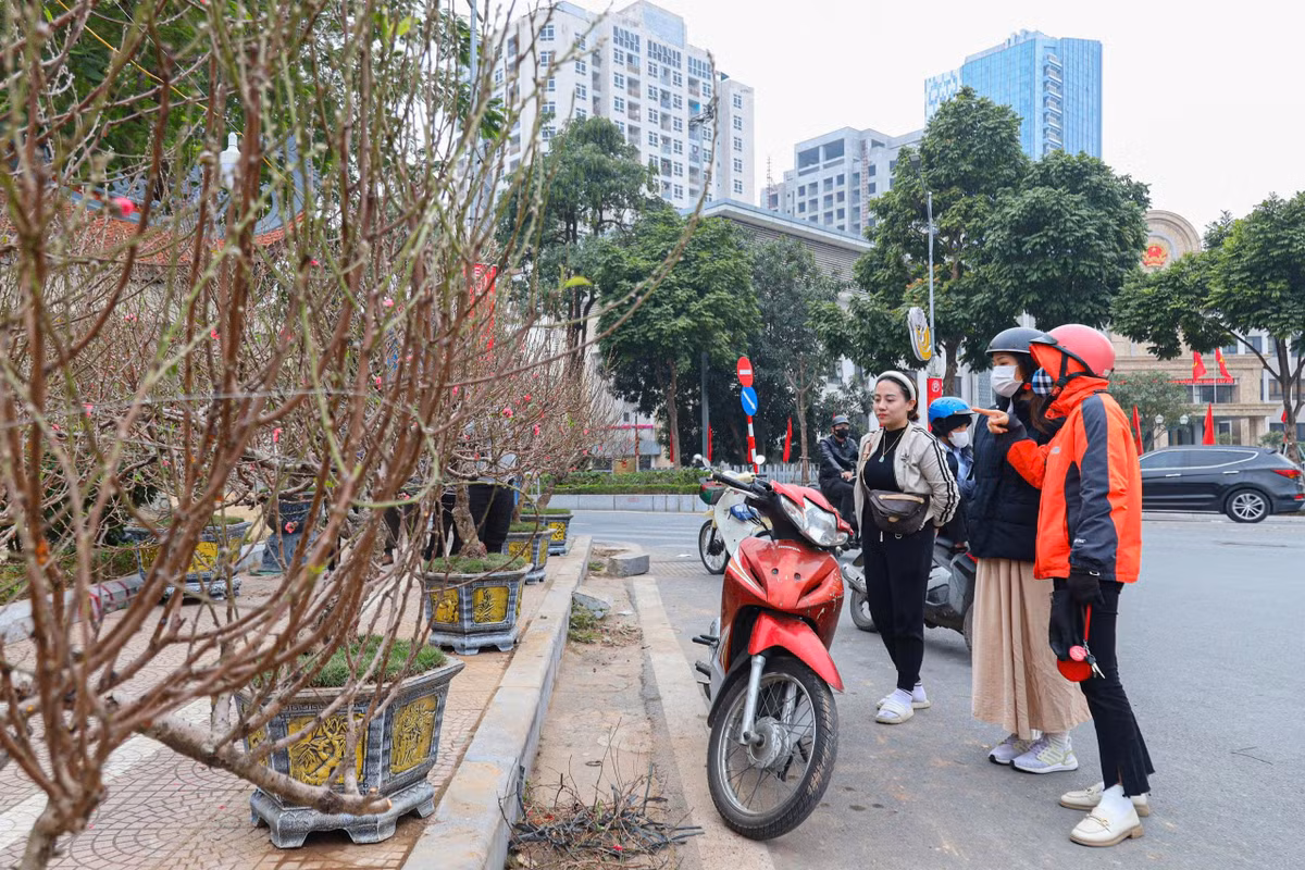 Goc dao co thu cao 5m co voi gia 130 trieu dong-Hinh-11