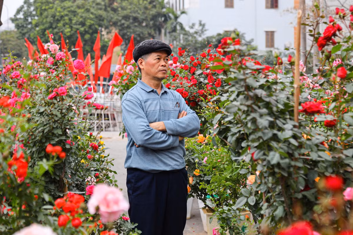 Goc dao co thu cao 5m co voi gia 130 trieu dong