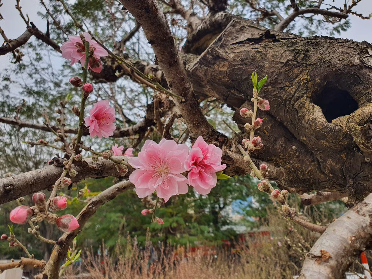 Goc dao co thu cao 5m co voi gia 130 trieu dong-Hinh-4