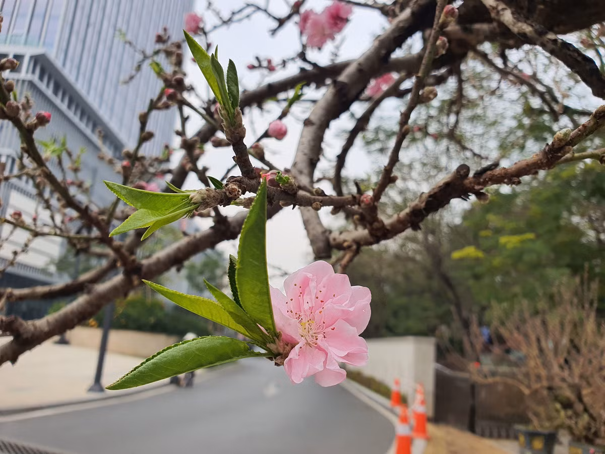 Goc dao co thu cao 5m co voi gia 130 trieu dong-Hinh-8