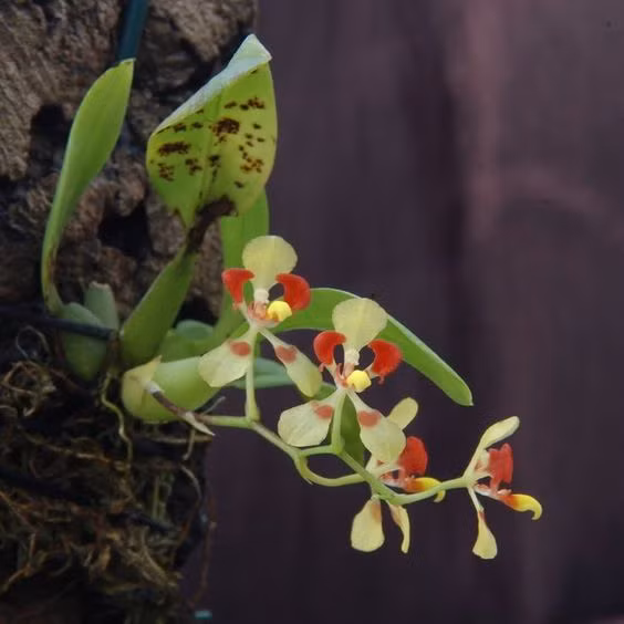 Bonsai phong lan cực lạ với thế nằm nghiêng. Ảnh: Đạm Phạm Thanh.