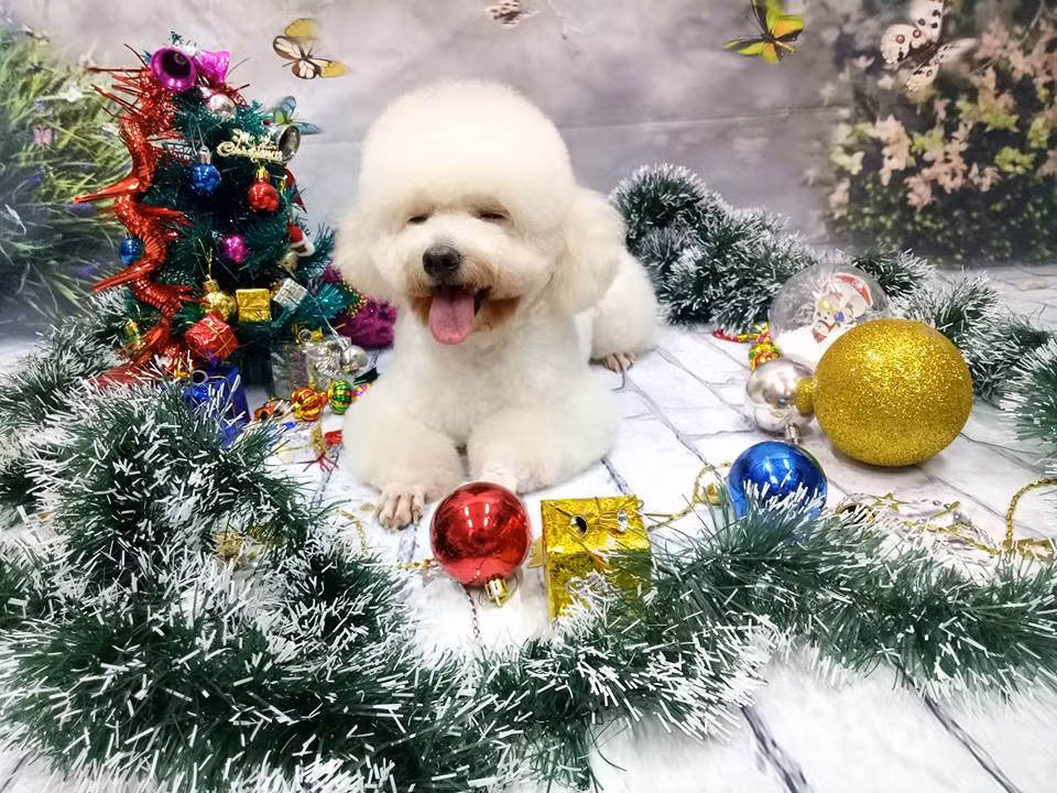 Các "bé" sẽ được chăm sóc chu đáo và trở nên xinh xắn, khỏe mạnh và đẳng cấp. Ảnh: Phú Gia Spa Grooming