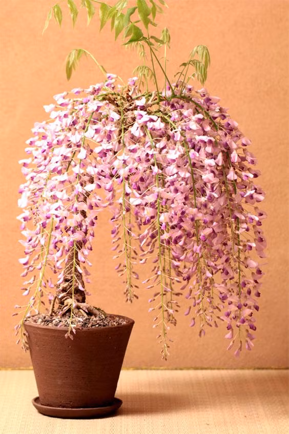 Ở Việt Nam một vài năm nay, hoa tử đằng rất được ưa chuộng để trồng trang trí sân vườn, cổng nhà bởi sức leo tốt và sai hoa. Ảnh: Hype Vamp Audrey.