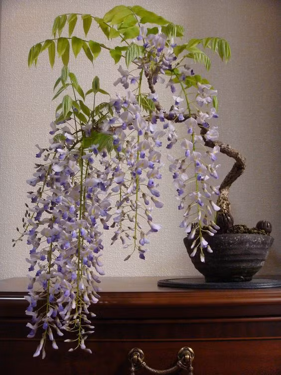 Hoa tử đằng nhỏ, tập trung trong một chùm to, rủ xuống dài từ 10cm đến 80cm màu tím, hồng hoặc trắng. Ảnh: Abby Kelly.