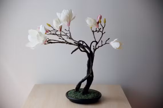 Hoa mộc lan thường được trồng trong chậu nhỏ, đặt ở ban công, bonsai trong sân vườn, biệt thự, văn phòng, khu chung cư... Ảnh: etsy.com.